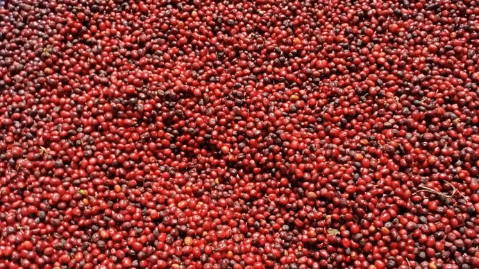 Giá nông sản hôm nay (6/5): Giá cà phê lặng sóng, hồ tiêu neo cao ở mức 144.000 đồng/kg