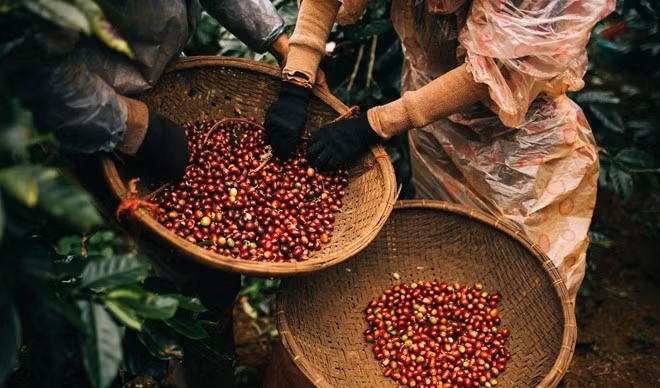Giá nông sản hôm nay (8/5): Giá cà phê tiếp đà tăng mạnh, hồ tiêu neo cao