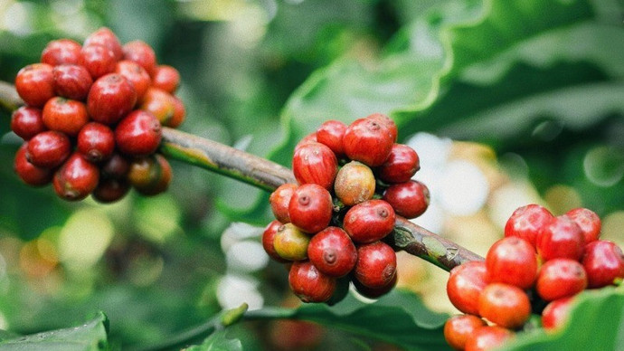 Giá nông sản hôm nay (2/2): Giá cà phê neo cao, hồ tiêu tăng mạnh