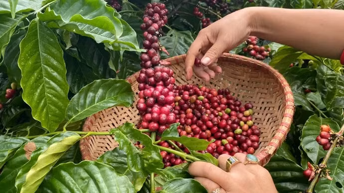 Giá nông sản hôm nay (2/4): Giá cà phê bật tăng mạnh, hồ tiêu lao dốc