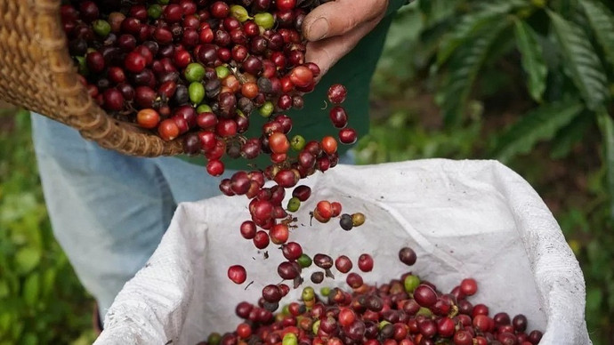 Giá nông sản hôm nay (30/12): Giá cà phê quay đầu giảm mạnh, hồ tiêu neo ở mức cao