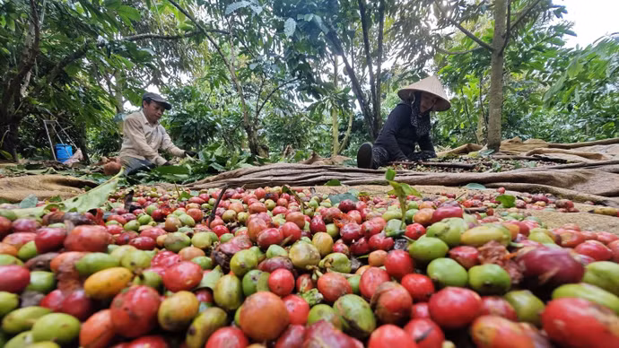 Giá nông sản hôm nay (21/5): Giá cà phê bật tăng, hồ tiêu neo ở mức cao