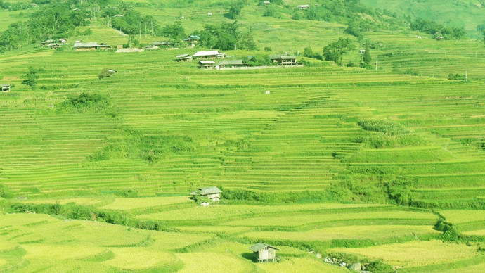 Mùa vàng Mù Cang Chải – Khúc giao mùa rực rỡ của núi rừng