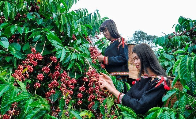 Giá nông sản hôm nay (18/9): Giá hồ tiêu và cà phê đồng loạt giảm nhẹ