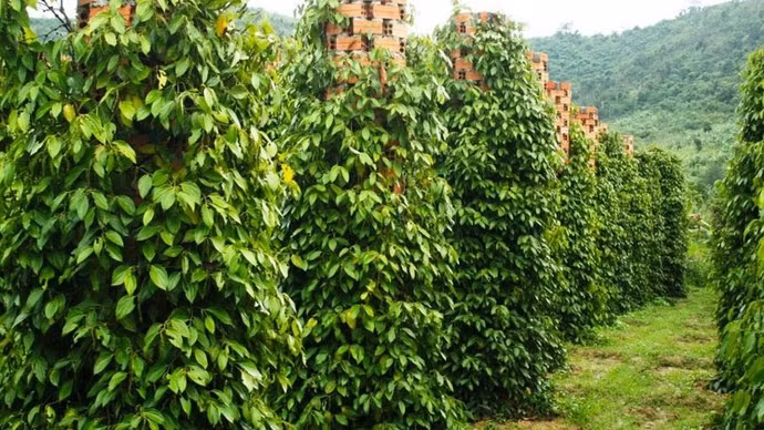 Giá nông sản hôm nay (27/4): Giá cà phê tăng mạnh, hồ tiêu biến động nhẹ