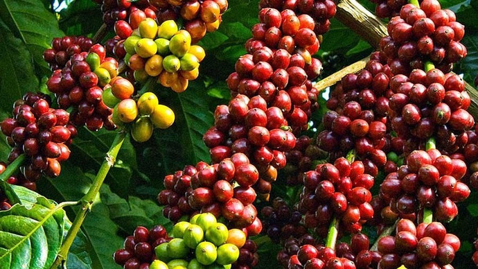 Giá nông sản hôm nay (30/1): Giá cà phê lao dốc, hồ tiêu biến động trái chiều