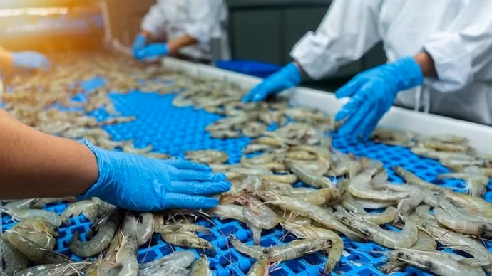  Mỹ công bố kết luận sơ bộ chống bán phá giá tôm Việt Nam, mặt hàng xuất khẩu tỷ USD bị ảnh hưởng