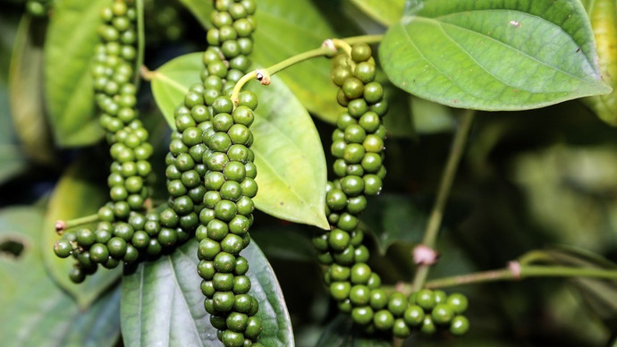 Giá nông sản hôm nay (16/1): Giá cà phê tăng, giá hồ tiêu quay đầu giảm