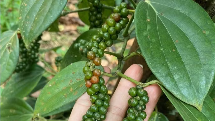 Giá nông sản hôm nay (1/5): Giá hồ tiêu tăng mạnh, cà phê quay đầu giảm