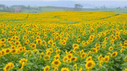Cánh đồng hướng dương gây thương nhớ tại Nghệ An vào mùa nở rộ: Đứng góc nào cũng có ảnh đẹp