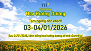 Cánh đồng hướng dương TH tạm đóng cửa ngày 3-4/1/2026