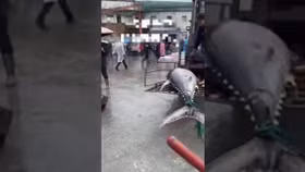 Khoảnh khắc ngư dân đánh bắt được cá ngừ vây xanh khổng lồ trên biển