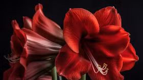 TOP 10 loài hoa đẹp nhưng “độc”