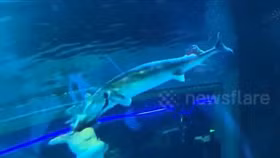 "Nàng tiên cá" bị cá tầm khổng lồ cắn trúng đầu trong buổi biểu diễn 