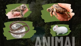 10 loài động vật “mini” nhất thế giới