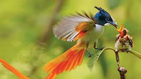 Top 10 loài chim độc đáo làm bừng sáng ngày mới