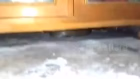 Cả nhà hoảng sợ khi phát hiện rắn hổ mang chúa dài 4m, ẩn náu dưới gầm tủ bếp