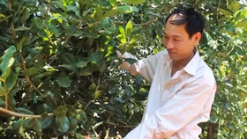 Lãi suất cho vay trồng mắc-ca có đắt?