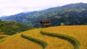 Ngây ngất với mùa vàng Tây Bắc ở Háng Đăng Dê