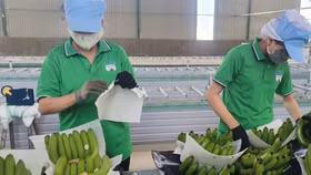 Để quả chuối chiếm thị phần lớn hơn tại Nhật Bản, nhà nước và doanh nghiệp cần hành động những gì?