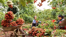 Một nửa sản lượng vải thiều Bắc Giang sẽ dành để xuất khẩu