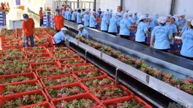 EU thông báo tần suất kiểm tra thực tế rau quả nhập khẩu từ Việt Nam