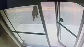 Kinh hoàng cảnh lợn rừng xô đổ cửa xông vào ngân hàng