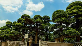 Ngắm vườn tùng la hán Nhật Bản lớn nhất Việt Nam do hot TikToker “gã đầu bạc” quản lý