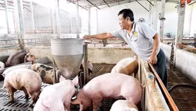 Giá lợn hơi ngày 18/6: Duy trì ổn định cả 3 miền