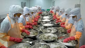 Tôm nhập khẩu vào Úc chậm kiểm dịch, doanh nghiệp cần chú ý những gì?