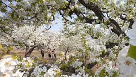 Lễ hội hoa lê trắng biên cương Si Ma Cai sẽ diễn ra từ 5-15/3