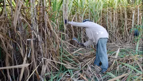Cần có chiến lược phát triển ngành mía - đường bền vững