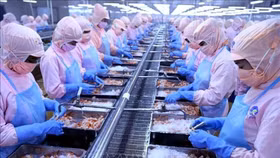 Tương lai nào cho cổ phiếu MPC của "vua tôm" Minh Phú?