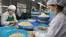 Nghi án lừa đảo hàng trăm triệu USD của ngành điều: DN Việt cần làm gì khi giao thương với đối tác nước ngoài?