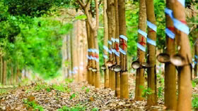 Xây dựng Incontec chi gần 120 tỷ đồng trở thành cổ đông lớn của Vinaruco