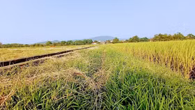 Kiểm soát chặt chẽ việc chuyển đổi đất lúa sang đất phi nông nghiệp