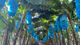 HAGL bị xử phạt vì cho cổ đông vay trăm tỷ đồng