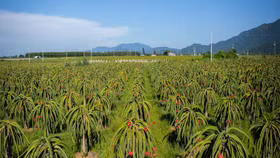 Bình Thuận sản xuất thanh long theo tiêu chuẩn VietGAP