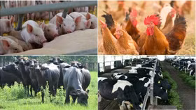 Trung Quốc mở cửa trở lại, cổ phiếu ngành chăn nuôi hưởng lợi trong năm 2023