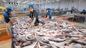 Xuất khẩu cá tra bắt đầu “hạ nhiệt”