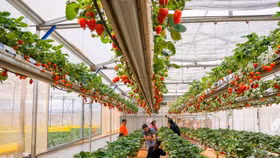 Sắp diễn ra phiên chợ rau, hoa tại Festival Hoa Đà Lạt 2022