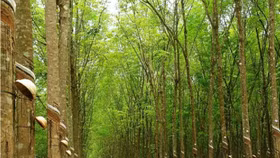 Với chuỗi ngày liên tục bứt phá, PHR có gì hấp dẫn?