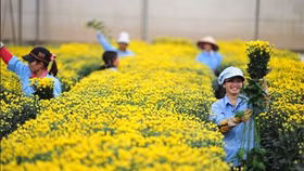 Nhật Bản, Hàn Quốc đang 'khát' hoa Đà Lạt