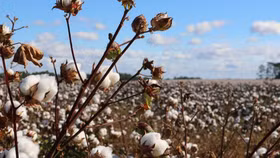 "Cường quốc" may mặc Bangladesh có thể tiết kiệm 500 triệu USD mỗi năm nhờ tái chế bông