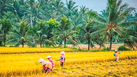 Bến Tre, Quảng Ngãi dừng đón khách tham quan du lịch