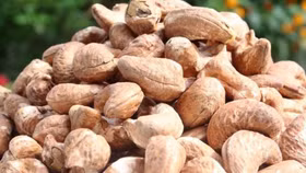 Nghi án lừa đảo hàng trăm triệu USD của ngành điều: Toàn bộ 100 container đã được trả lại cho các doanh nghiệp Việt Nam