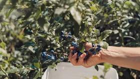 Khám phá những trang trại trồng việt quất tại Canada