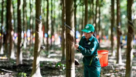 VinaCapital tiếp tục bán cổ phần Cao su Phước Hoà