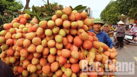 Bắc Giang xuất khẩu 15 tấn vải thiều sang thị trường Nhật Bản