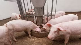 Giá lợn hơi ngày 7/7: Đi ngang sau nhiều ngày giá tăng